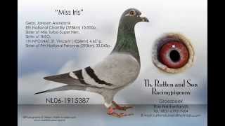 Janssen Pigeons Arendonk [upl. by Dimond]