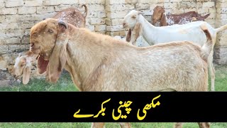 Makhi Chini Breeders  goat farming  chaudhary majid shabbir [upl. by Notsuh]