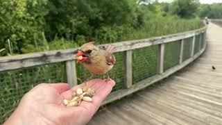 Handfeeding Birds in Slow Mo  Northern Cardinal Redwinged Blackbirds [upl. by Canica153]