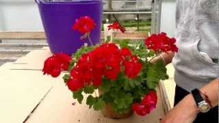 How to cut back pelargoniumsGeraniums [upl. by Roddy]