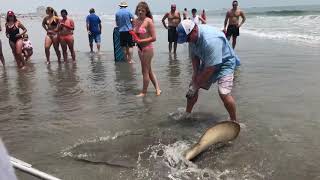 Over 5 ft stingray caught in Brigantine beach NJ [upl. by Hedveh]