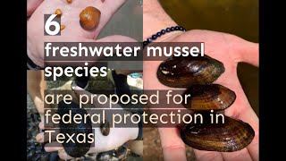 New Texas Fresh Water Mussel Relocation Requirements [upl. by Ydde199]