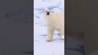 Polar bears  beauties of the Arctic  PONANT [upl. by Atinod627]