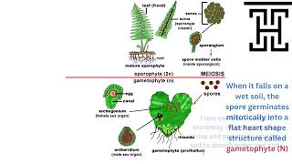 Biology 3rd Secondary Egypt Chapter 3 Polypodium life cycle [upl. by Trini]