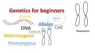 Genetics for beginners  Genes Alleles Loci on Chromosomes [upl. by Amaso]