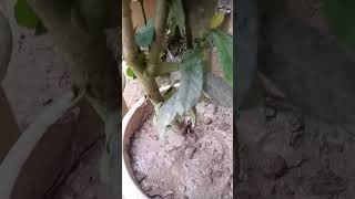 Monsoon Gardening tips gardening viralvideo shortvideo [upl. by Assilak]