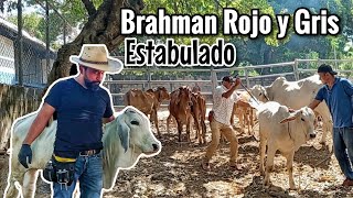 Nunca Pensé ver Ganado Brahman Rojo y Gris en Sistema Estabulado 😱 [upl. by Akehsal775]