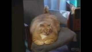 Guiness World Record  Worlds Fattest Cat  2012 [upl. by Paff432]