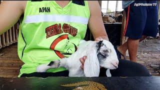 How to use Dr Naylor Dehorning Paste  Dehorning baby Goats [upl. by Eelram114]