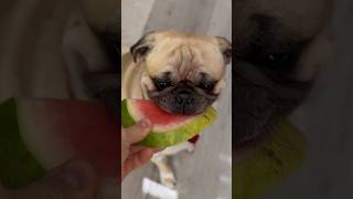 Pugs Eating Their Favorite Food [upl. by Sondra]