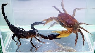 Crab vs Scorpion Underwater  Caranguejo vs Escorpião [upl. by Sdlonyer]