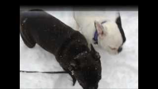 French Bulldog First Snow Contact FULL HD [upl. by Ardnasirhc]