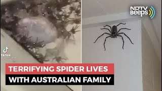 Giant Spider Has Been Australian Familys Guest For 1 Year [upl. by Atteram634]