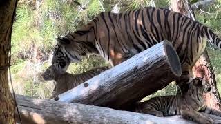 🐯Sumatran Tiger Family🐯🐯  San Diego Zoo Safari Park [upl. by Rees770]