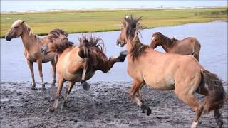 30 Brutal Deadly Kicks Of Horses That Make Dogs Dizzy And Collapse [upl. by Ivory100]