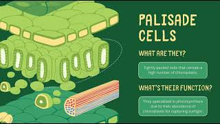 Whats inside the leaf  पत्ती के अंदर क्या होता है । biology जीवविज्ञान leaf [upl. by Col]