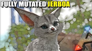 THE CUTEST FULLY MUTATED JERBOA  ARK SURVIVAL EVOLVED EP30 [upl. by Lynea]