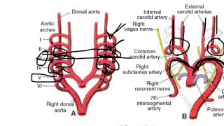 Development of aortic arches [upl. by Etteuqram]