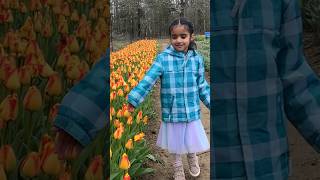 ￼Tulip flowers and Azeeba  Tulip picking  Kids spring fun  Triple Sisters [upl. by Drhacir492]