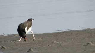 American Oystercatcher finds a clam N Siesta Key bridge [upl. by Jacquenetta]