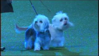 Vulnerable Breeds Parade 2008  Dandie Dinmont Terrier [upl. by Abdel697]