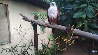 Brahminy kite  Redbacked seaeagle in Australia  Eagles  Buzzards  Harriers  Haliastur indus [upl. by Leandro]