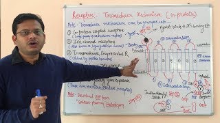 Receptor Pharmacology Part 03  G Protein Coupled Receptor  Pharmacology of GProtein Receptors [upl. by Ynes]