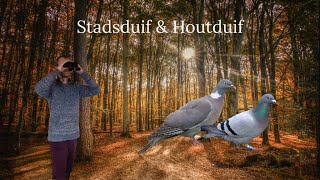 Vogel beginnerscursus 10  Stadsduif amp Houtduif [upl. by Haidadej]