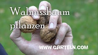 Walnuss pflanzen  Tipps für den eigenen Walnussbaum [upl. by Vernor858]