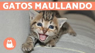 Los mejores MAULLIDOS de GATOS 🐱 ¡Gatos MAULLANDO mucho y fuerte 🐾 [upl. by Alcus490]