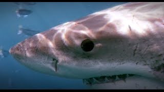 Great White Sharks  Deep Dive  Isla Guadalupe 2008 [upl. by Ademordna]