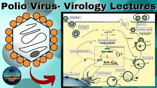 Polio Virus A Basic Overview of Structure Genome and How it Causes Disease  Virology Lectures [upl. by Verras]