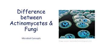 Difference between Actinomycetes amp Fungi fungi actinomycetes  Microbiology  Viva que [upl. by Rurik438]