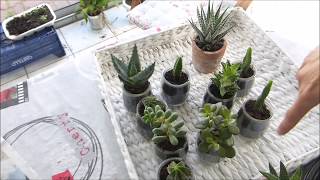 Como sacar los hijos de los Cactus para hacer mas plantas [upl. by Akit192]