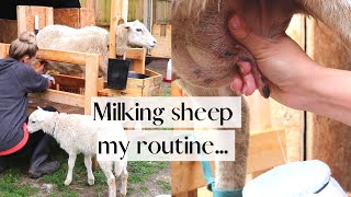 Milking Sheep  My Daily Milking Routine 🐑  How we Lamb Share for Easy Milking [upl. by Yngad]