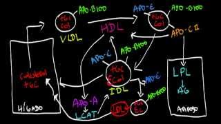 Metabolismo de las Lipoproteinas [upl. by Atteynek]