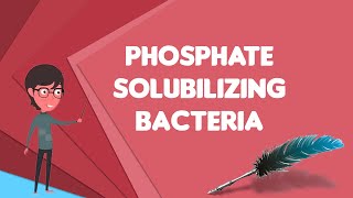 What is Phosphate solubilizing bacteria Explain Phosphate solubilizing bacteria [upl. by Nedry]