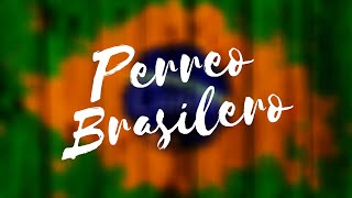 PERREO BRASILERO  ENGANCHADO BRASILERO 2021  DJ EZE [upl. by Balch528]