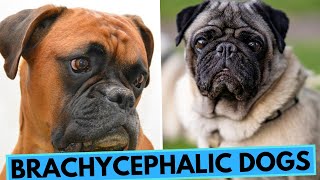 Brachycephalic FlatFaced Dogs  What You Need to Know [upl. by Gottfried]