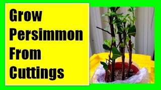 Grow Persimmon Tree From Cuttings Propagating Persimmon Tree From Cuttings [upl. by Enidaj482]