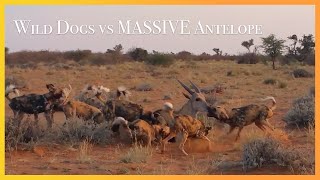 WILD DOGS vs MASSIVE Eland [upl. by Rehtaeh]