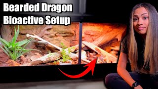 FINALLY A Bearded Dragon Bioactive Setup [upl. by Emili]