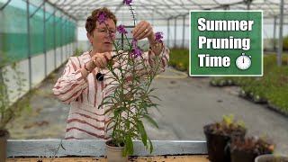 How to Prune Back Early Flowering Perennials for a Rebloom [upl. by Isaacson]