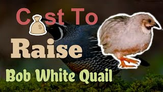 Cost To Raise Bobwhite Quail [upl. by Zerla310]