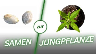 So startest du erfolgreich in deinen ersten Home Grow [upl. by Rapp211]