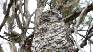 Powerful owl watches [upl. by Carlita]