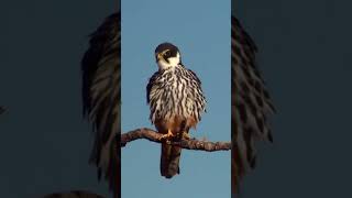 Eurasian Hobby shorts [upl. by Alaaj913]