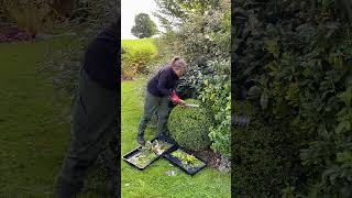 How To Shape amp Trim Your Topiary Buxus Plants gardeningtips [upl. by Ellett]