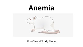 Study Plan Points in Rat Model of Phenylhydrazineinduced Anaemia  Anaemia in Rat Model [upl. by Ardnwahsal]