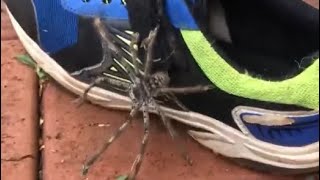 Large Huntsman Spider Crawls Out Of Childs Shoe [upl. by Sackville30]